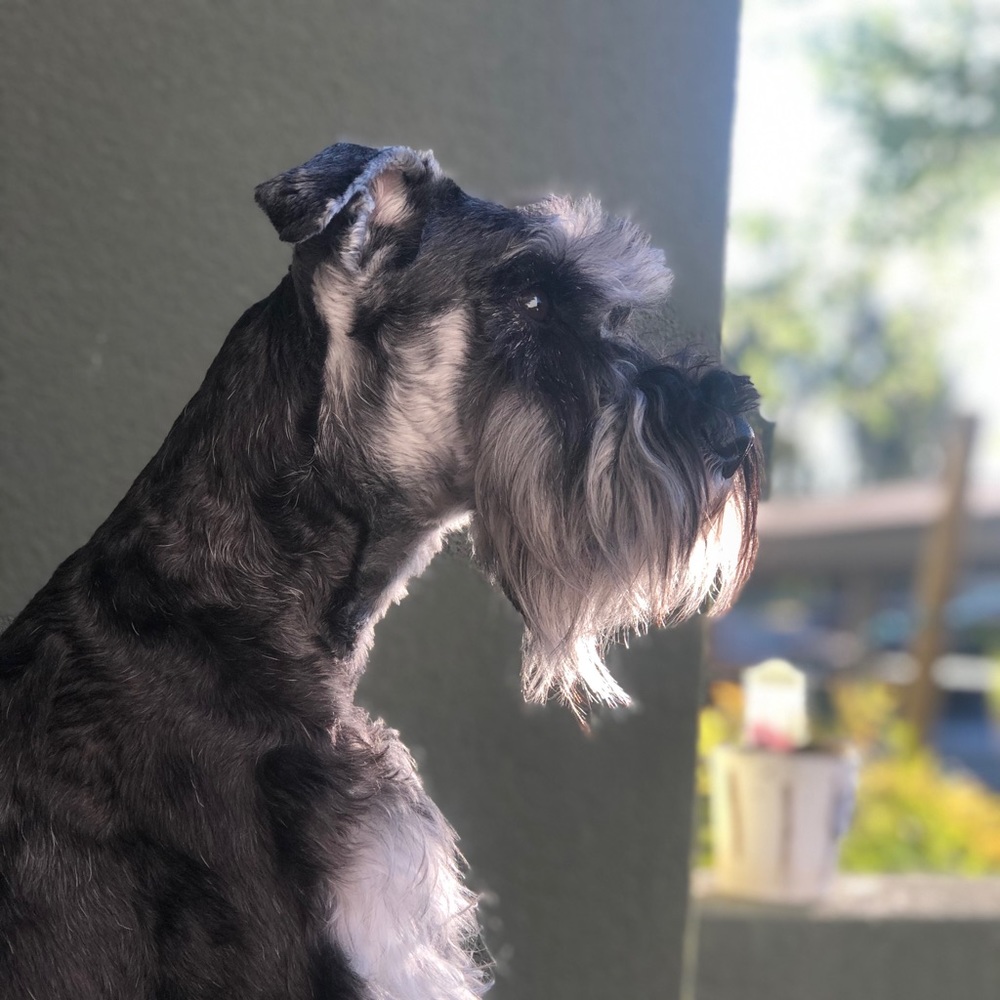 Meet your Posher, Ramon